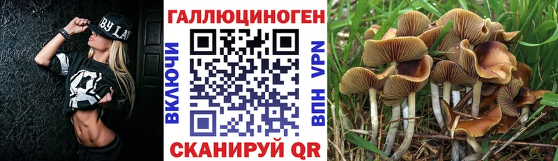 Псилоцибиновые грибы мицелий  Купить  Нестеров 